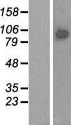 Western Blot: BRF1 Overexpression Lysate [NBP2-08198]