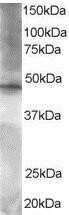 Western Blot: BRF2 Antibody [NB100-1120]