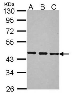 Western Blot: BRF2 Antibody [NBP2-15617]