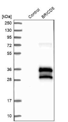 Western Blot: BRICD5 Antibody [NBP1-81171]