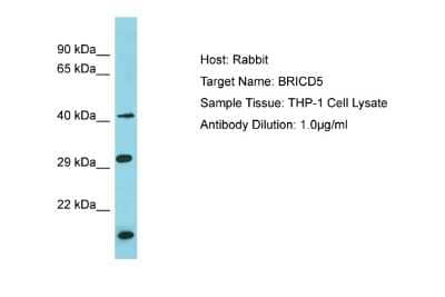 Western Blot: BRICD5 Antibody [NBP2-84513]