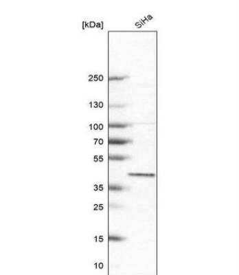 Western Blot: BRIX Antibody [NBP1-91708]