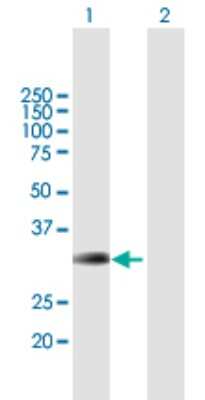 Western Blot: BRMS1 Antibody [H00025855-B01P]