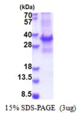 SDS-PAGE: Recombinant Human BRMS1 T7 Protein [NBP2-51518]