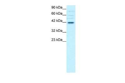 Western Blot: BRN4 Antibody [NBP2-84515]