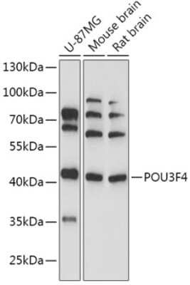 Western Blot: BRN4 AntibodyAzide and BSA Free [NBP2-92361]