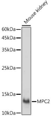 Western Blot: BRP44 AntibodyAzide and BSA Free [NBP3-15977]