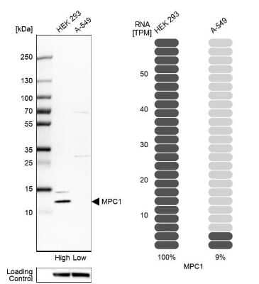 Western Blot: BRP44L Antibody [NBP1-91706]