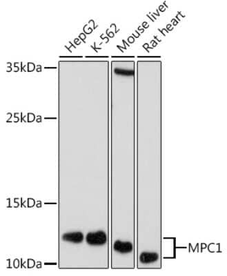 Western Blot: BRP44L AntibodyAzide and BSA Free [NBP3-15976]