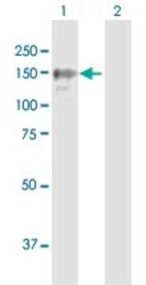 Western Blot: BRPF1 Antibody [H00007862-B01P]