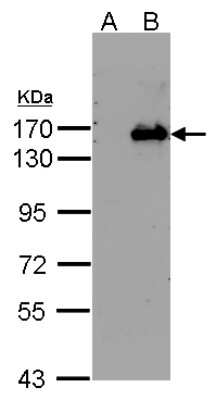 Western Blot: BRPF1 Antibody [NBP2-15620]