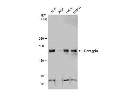 Western Blot: BRPF1 Antibody [NBP2-15620]