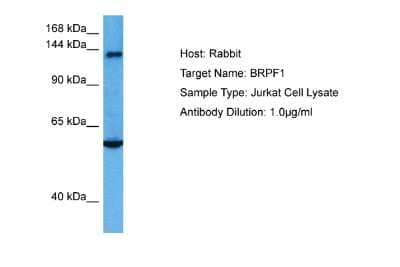 Western Blot: BRPF1 Antibody [NBP2-87030]