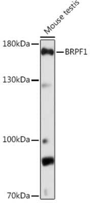 Western Blot: BRPF1 AntibodyAzide and BSA Free [NBP3-15510]