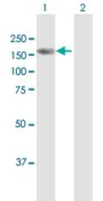 Western Blot: BRPF3 Antibody [H00027154-B01P]