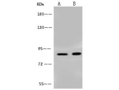 Western Blot: BRSK1 Antibody [NBP2-98618]