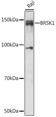 Western Blot: BRSK1 AntibodyAzide and BSA Free [NBP3-04952]