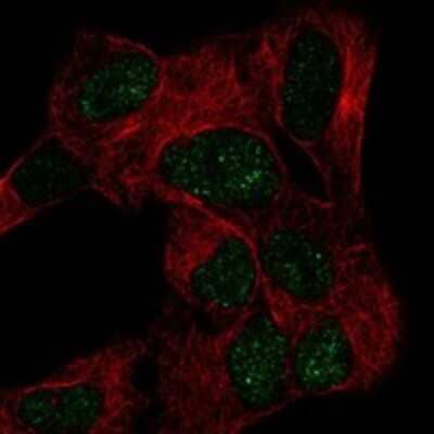 Immunocytochemistry/ Immunofluorescence: BRUNOL4 Antibody [NBP3-17810]