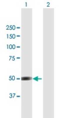 Western Blot: BRUNOL4 Antibody [H00056853-B01P]