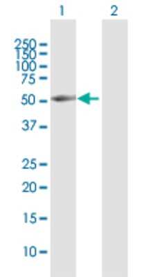 Western Blot: BRUNOL4 Antibody [H00056853-D01P]