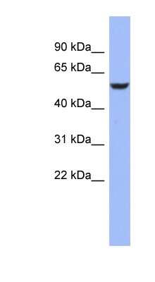 Western Blot: BRUNOL4 Antibody [NBP1-57320]