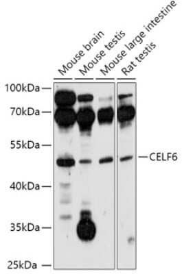 Western Blot: BRUNOL6 AntibodyAzide and BSA Free [NBP3-03591]