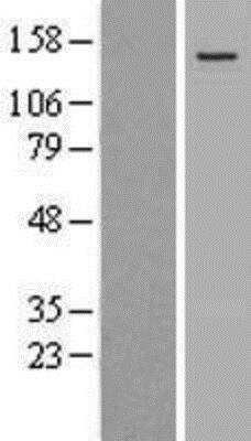 Western Blot: WDR11 Overexpression Lysate [NBL1-08034]