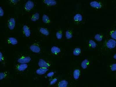 Immunocytochemistry/ Immunofluorescence: BSDC1 Antibody [NBP2-97918]