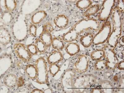 Immunohistochemistry-Paraffin: BSND Antibody [H00007809-B01P]