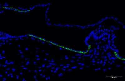 Immunohistochemistry-Paraffin: BSND Antibody [NBP2-49101]