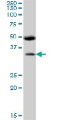 Western Blot: BSND Antibody [H00007809-B01P]