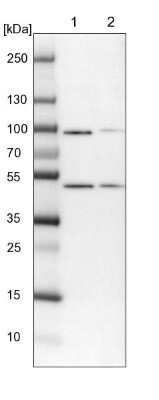 Western Blot: BSPRY Antibody [NBP1-82204]