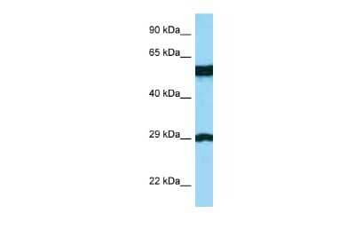 Western Blot: BSPRY Antibody [NBP2-84516]