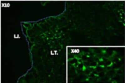 Immunocytochemistry/ Immunofluorescence: BST2 Antibody (120G8.04) [DDX0390P-100]