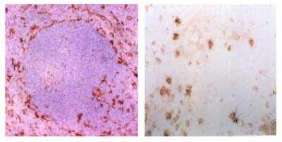 Immunohistochemistry: BST2 Antibody (120G8.04) [DDX0390P-100]
