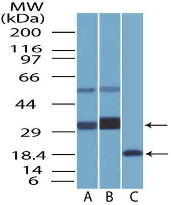 Western Blot: BST2 Antibody (2E2)BSA Free [NBP2-29621]