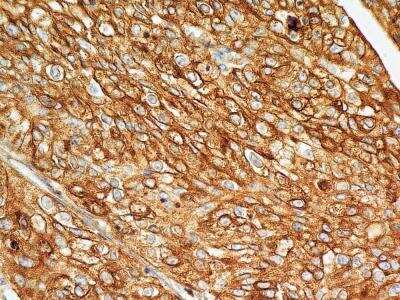 Immunohistochemistry-Paraffin: BST2 Antibody (4F6) - BSA Free [NBP2-29622]