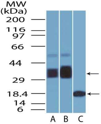 Western Blot: BST2 Antibody (4F6)BSA Free [NBP2-29622]