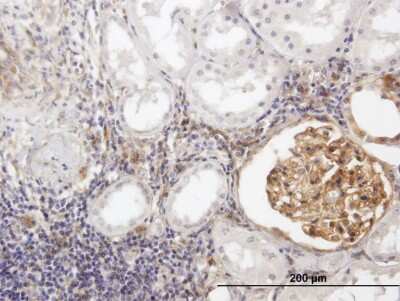 Immunohistochemistry-Paraffin: BST2 Antibody [H00000684-B02P]