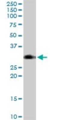 Western Blot: BST2 Antibody [H00000684-B02P]