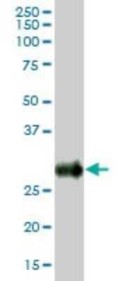 Western Blot: BST2 Antibody [H00000684-B02P]