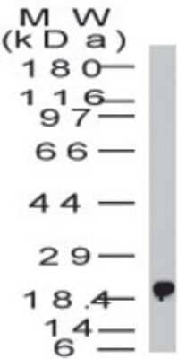 Western Blot: BST2 Antibody [NBP2-27349]