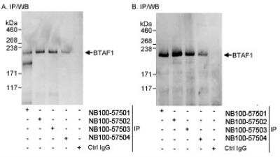 Immunoprecipitation: BTAF1 Antibody [NB100-57502]