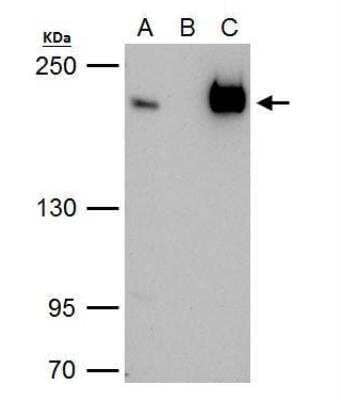 Immunoprecipitation: BTAF1 Antibody [NBP1-30911]