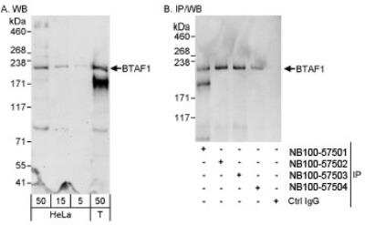 Western Blot: BTAF1 Antibody [NB100-57501]