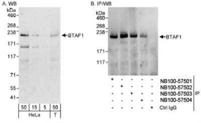 Western Blot: BTAF1 Antibody [NB100-57504]