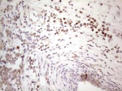 Immunohistochemistry: BTBD10 Antibody (OTI7D3) [NBP2-46584]