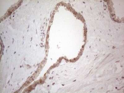 Immunohistochemistry: BTBD10 Antibody (OTI7D3) - Azide and BSA Free [NBP2-72293]