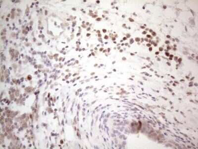 Immunohistochemistry: BTBD10 Antibody (OTI7D3) - Azide and BSA Free [NBP2-72293]
