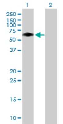 Western Blot: BTBD10 Antibody [H00084280-B01P]